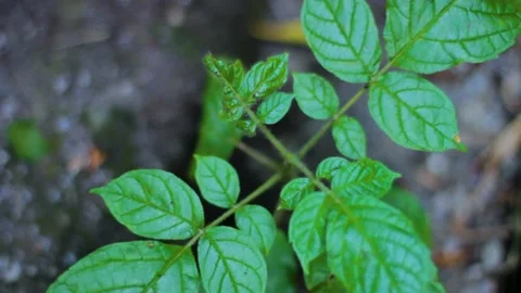 Fresh growing wild plants Stock Footage 235969980