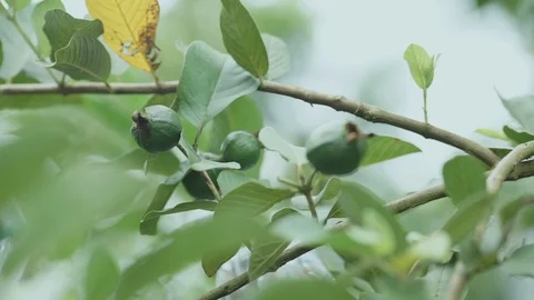 Fresh guava on a branch Stock Footage 126073748