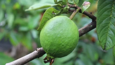 Fresh guava fruit Stock Footage 276337838