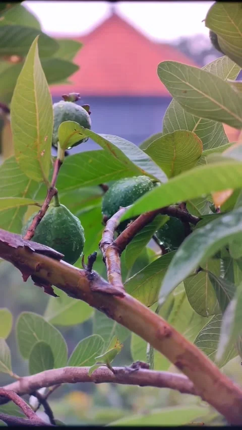 Fresh Guava Fruit Raindrops Tree Video stock 329310307