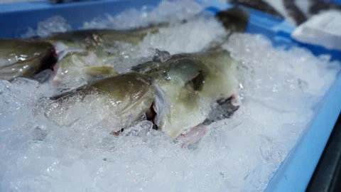 Fresh gutted atlantic cod fish on crushed ice for sale at seafood market co.. 스톡 동영상 331799588