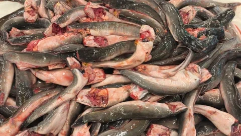 Fresh Gutted Catfish Displayed on Ice Tray for Sale Vídeos de archivo 334402435