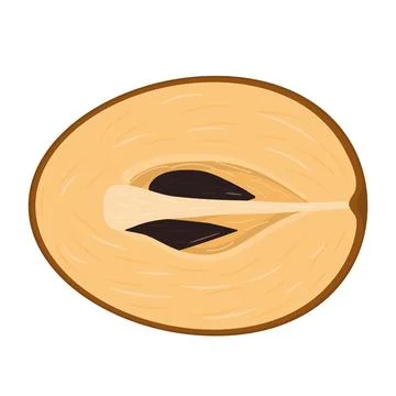 Fresh half cut sapodilla fruit isolated on white background. Summer fruits fo Stock Illustration