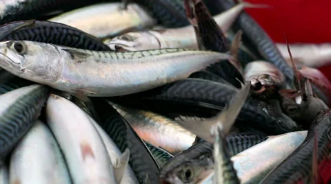 Fresh Hand Line Caught Mackerel landed into fish box Stock Footage 48377542