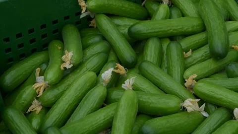 Fresh harvest of cucumbers in a box. Stock Footage 150787300