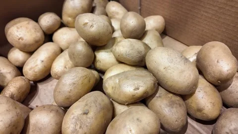 Fresh Harvest Potatoes in Box Stock Footage 284148462
