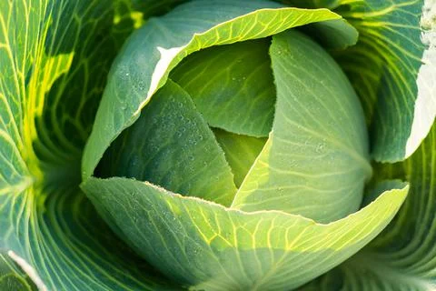 Fresh harvested cabbage with the outer most leaves still intact and open. Stock Photos
