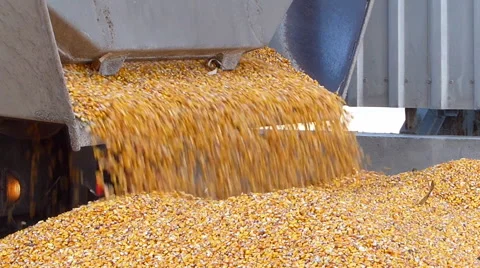 Fresh harvested corn Video stock 55283369