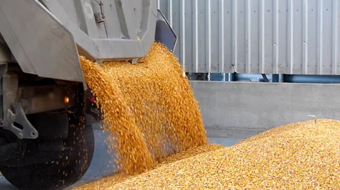 Fresh harvested corn Stock Footage 55283416