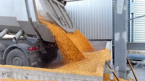 Fresh harvested corn Stock Footage 55283435