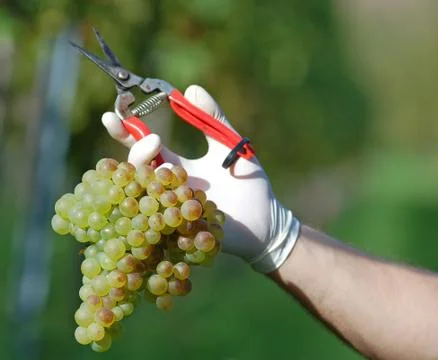 Fresh harvested grape Stock Photos