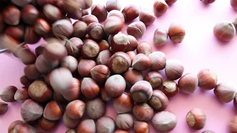 Fresh harvested hazelnuts Stock Footage 150730419