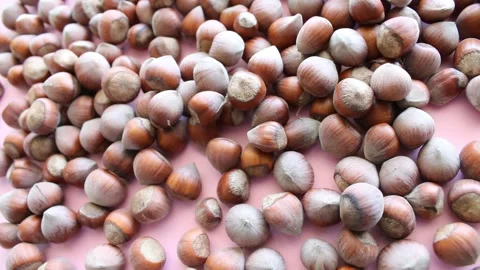 Fresh harvested hazelnuts Stock Footage 150730629