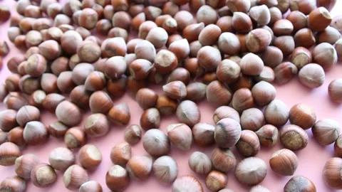 Fresh harvested hazelnuts Stock Footage 150730727