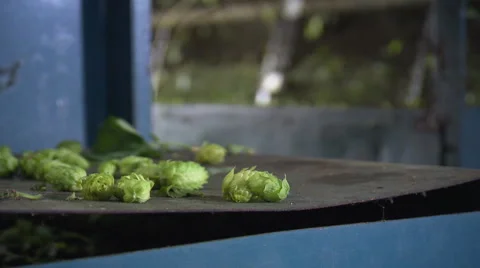 Fresh harvested hop Stock Footage 57232070