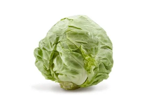 Fresh harvested, pale green cabbage isolated on white background. Smooth-leafed Stock Photos