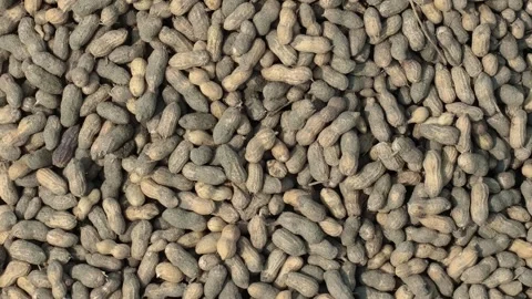 Fresh Harvested Peanuts Drying Naturally Stock Footage 334571464