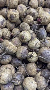 Fresh Harvested Raw Beetroot Background Pattern Texture of Unwashed Beets Photos