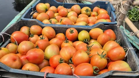 Fresh Harvested Tomatoes In Plastic Baskets On Wooden Boat 動画素材 337871416