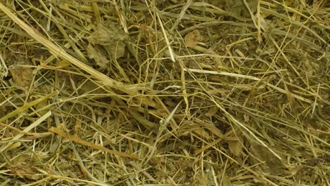 Fresh hay - background Stock Footage 137056203