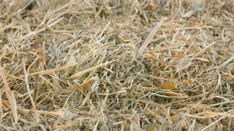 Fresh hay - background Stock Footage 141600939