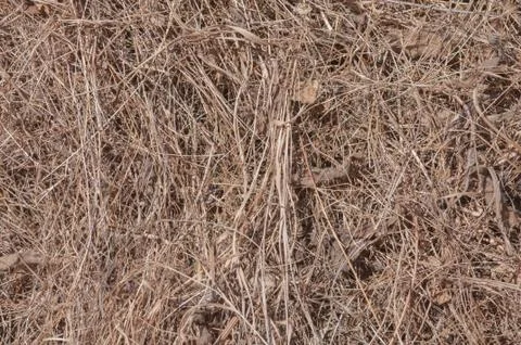 Fresh hay Stock Photos