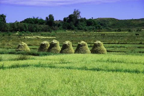 Fresh Haystacks Circular Stock Photos