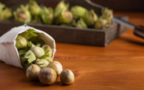 Fresh hazel nuts on a table Stock Photos