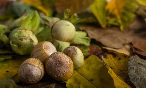 Fresh hazel nuts on a table Stock Photos