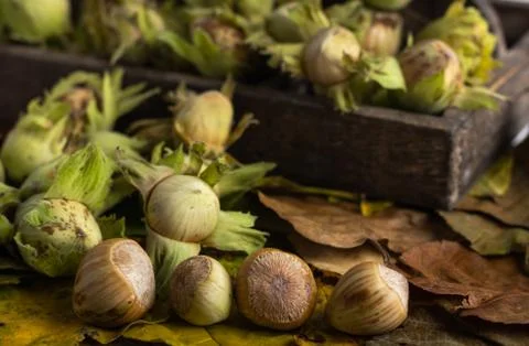 Fresh hazel nuts on a table Stock Photos