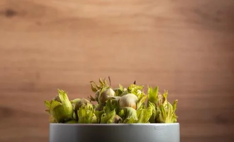 Fresh hazel nuts on a table Stock Photos