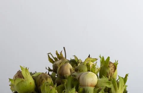 Fresh hazel nuts on a white background Stock Photos