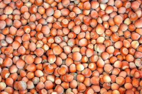 Fresh hazelnuts background Stock Photos