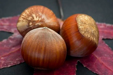 Fresh hazelnuts on a dry leaf over black background with soft defocus Stock Photos