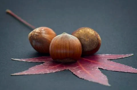 Fresh hazelnuts on a dry leaf over black background with soft defocus 写真素材