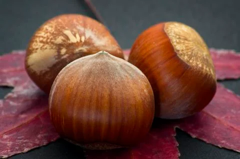 Fresh hazelnuts on a dry leaf over black background with soft defocus 写真素材