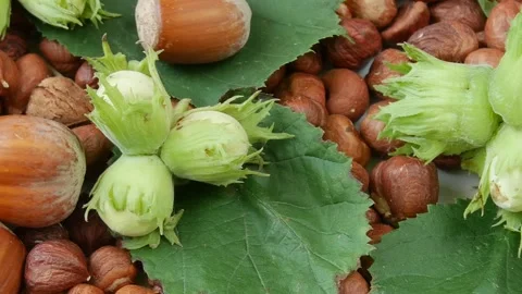 Fresh hazelnuts harvest rotating background. Stock Footage 325174212