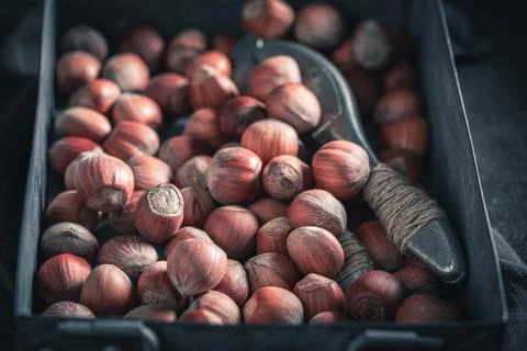 Fresh hazelnuts with a old metal nutcracker Stock Photos