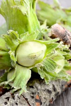 Fresh hazelnuts Stock Photos