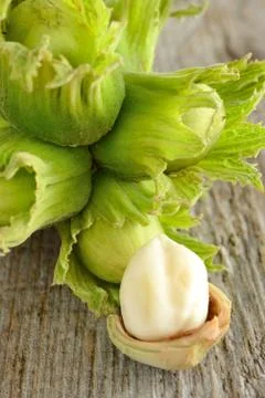 Fresh hazelnuts Stock Photos
