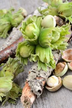 Fresh hazelnuts Stock Photos