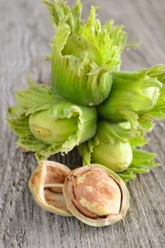 Fresh hazelnuts Stock-Fotos