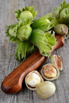 Fresh hazelnuts Stock Photos