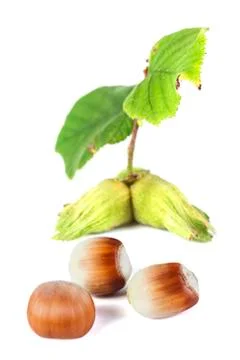 Fresh Hazelnuts Stock Photos
