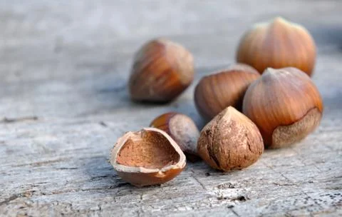 Fresh hazelnuts on a plank Stock Photos