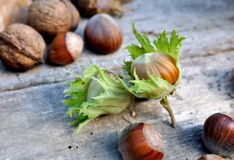 Fresh hazelnuts on plank Stock Photos