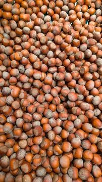 Fresh hazelnuts in shell close-up texture. Stock Photos