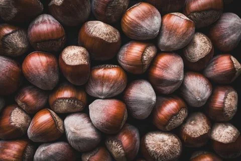 Fresh Hazelnuts with Textured Shells Captured in Warm Autumn Tones Stock Photos