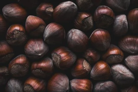 Fresh Hazelnuts with Textured Shells Captured in Warm Autumn Tones Stock Photos