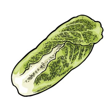 Fresh head of napa cabbage. Vector black vintage engraving Illustrazione stock